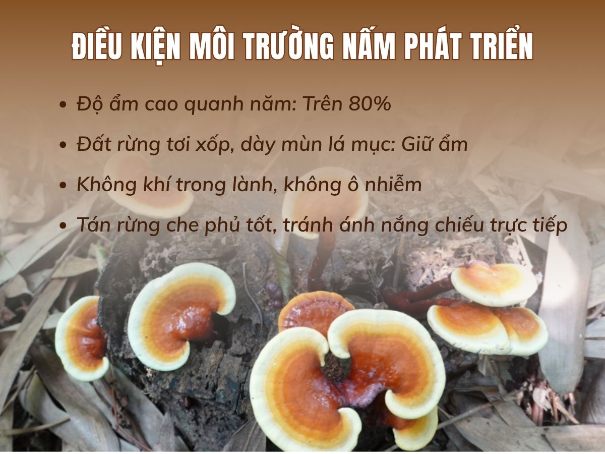 nấm lim xanh mọc ở đâu trong tự nhiên